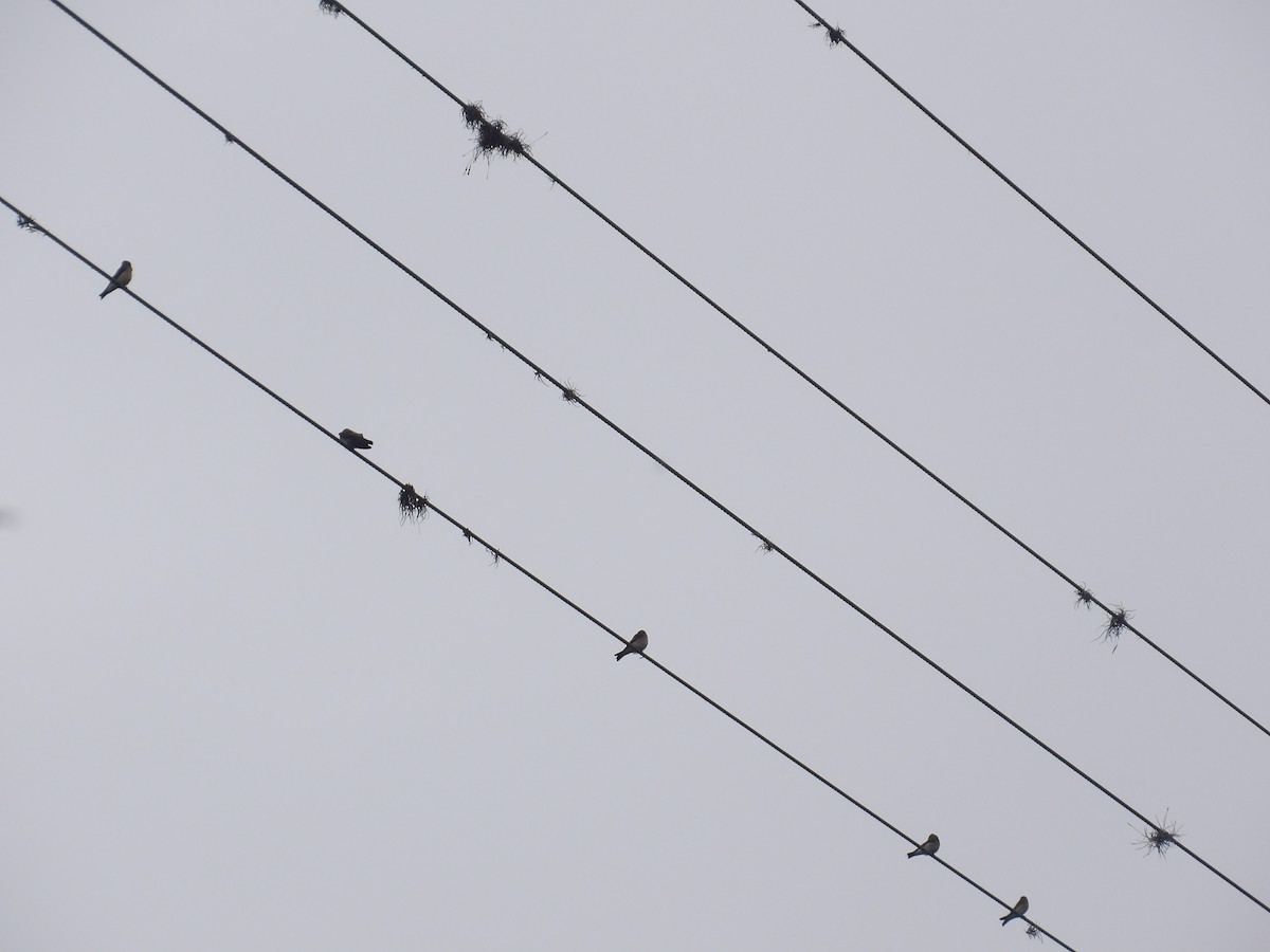 Southern Rough-winged Swallow - ML638244177
