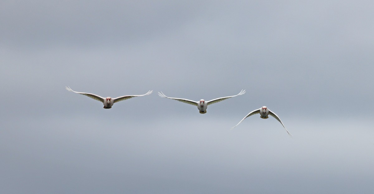 Long-billed Corella - ML638244178