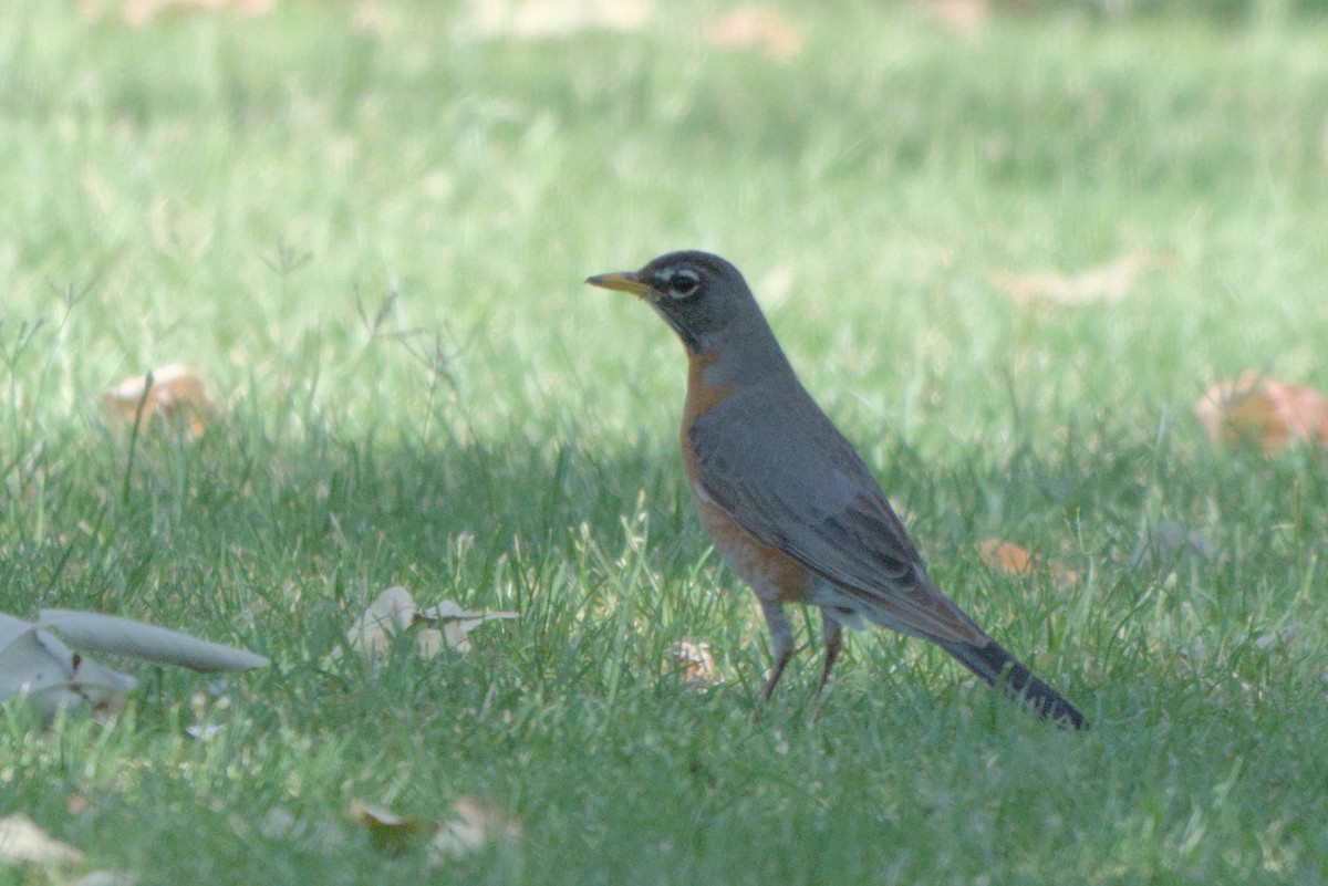 American Robin - ML638244179