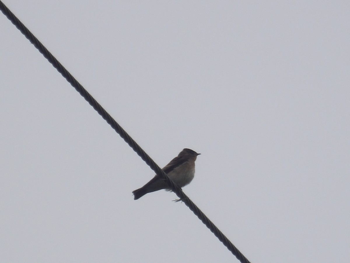 Southern Rough-winged Swallow - ML638244187