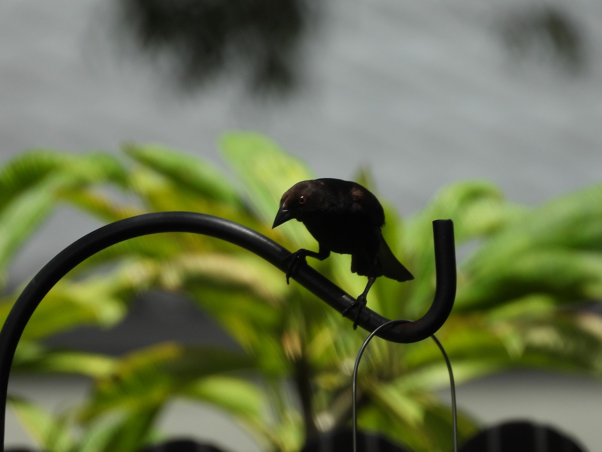 Bronzed Cowbird - ML638244189