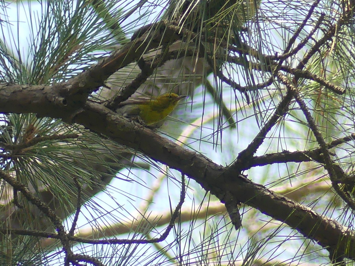Pine Warbler - ML638244193