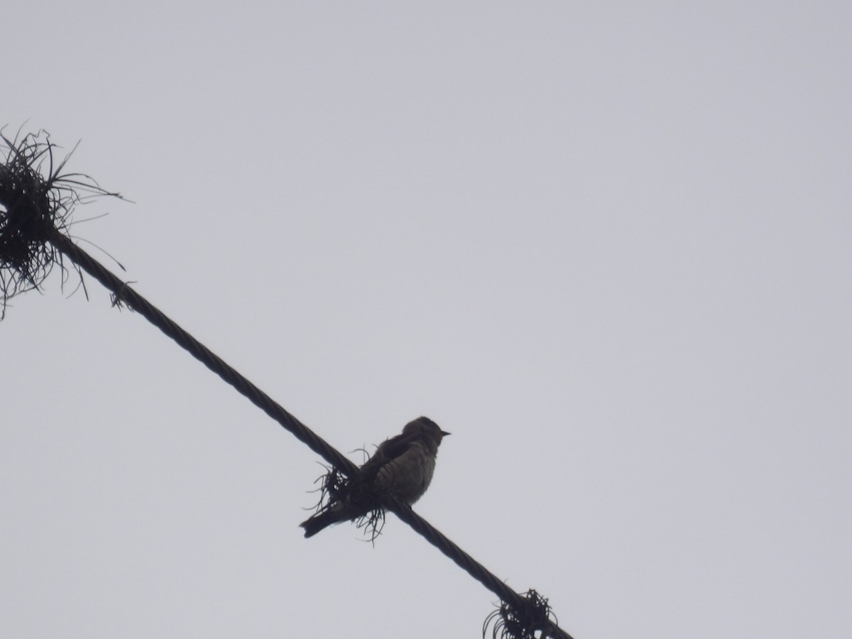 Southern Rough-winged Swallow - ML638244198