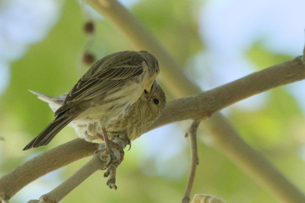 House Finch - ML638244203