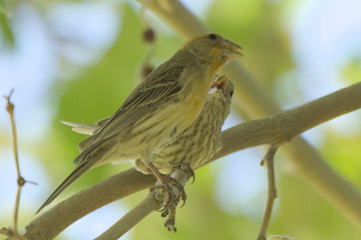 House Finch - ML638244204