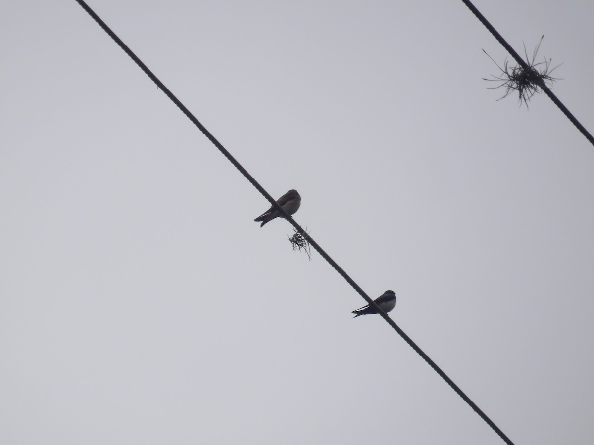 Southern Rough-winged Swallow - ML638244205