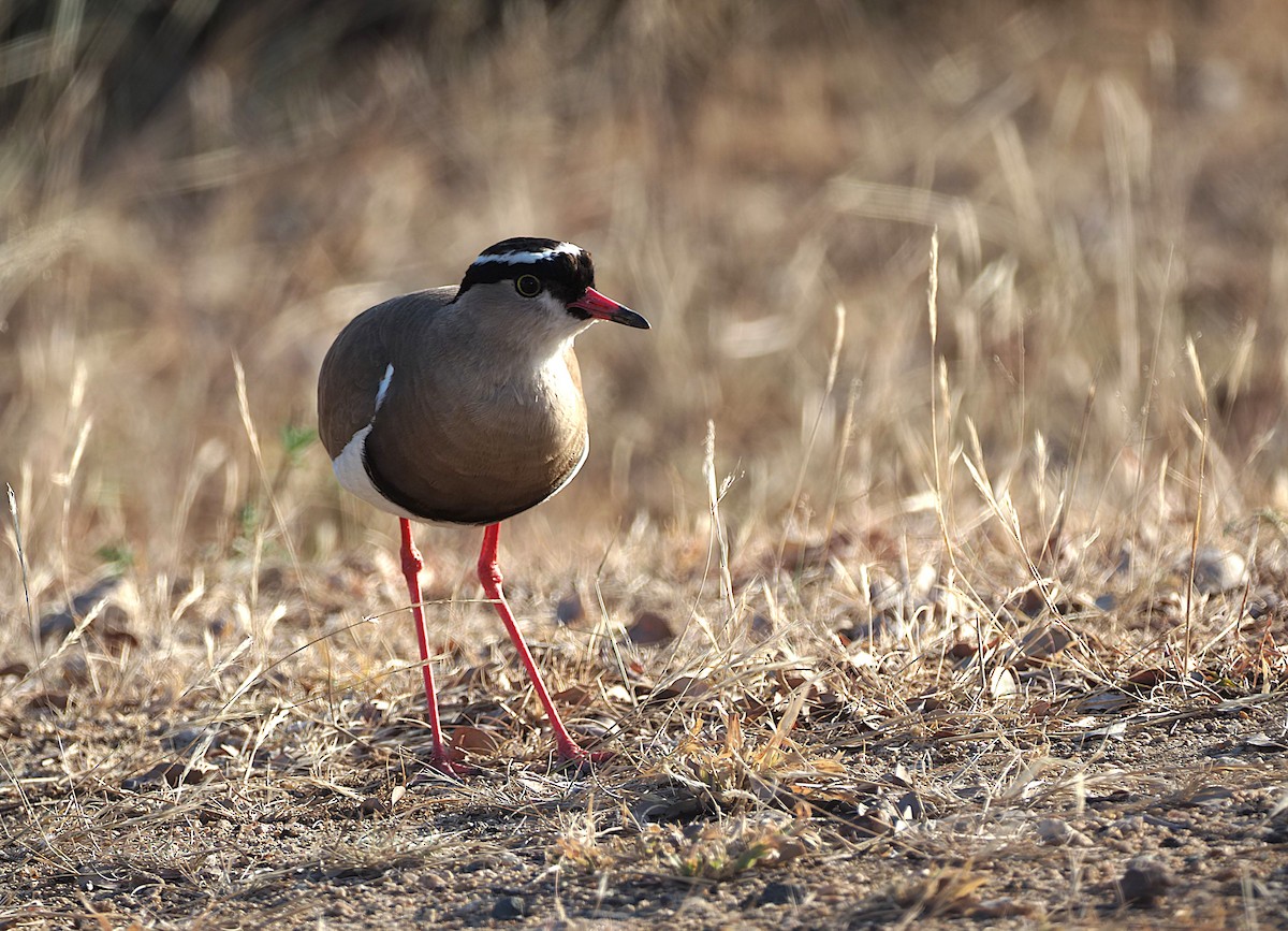 Crowned Lapwing - ML638244219