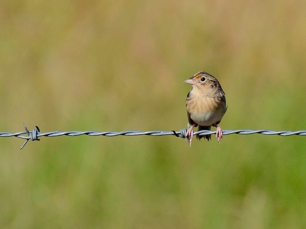 Grasshopper Sparrow - ML638244225