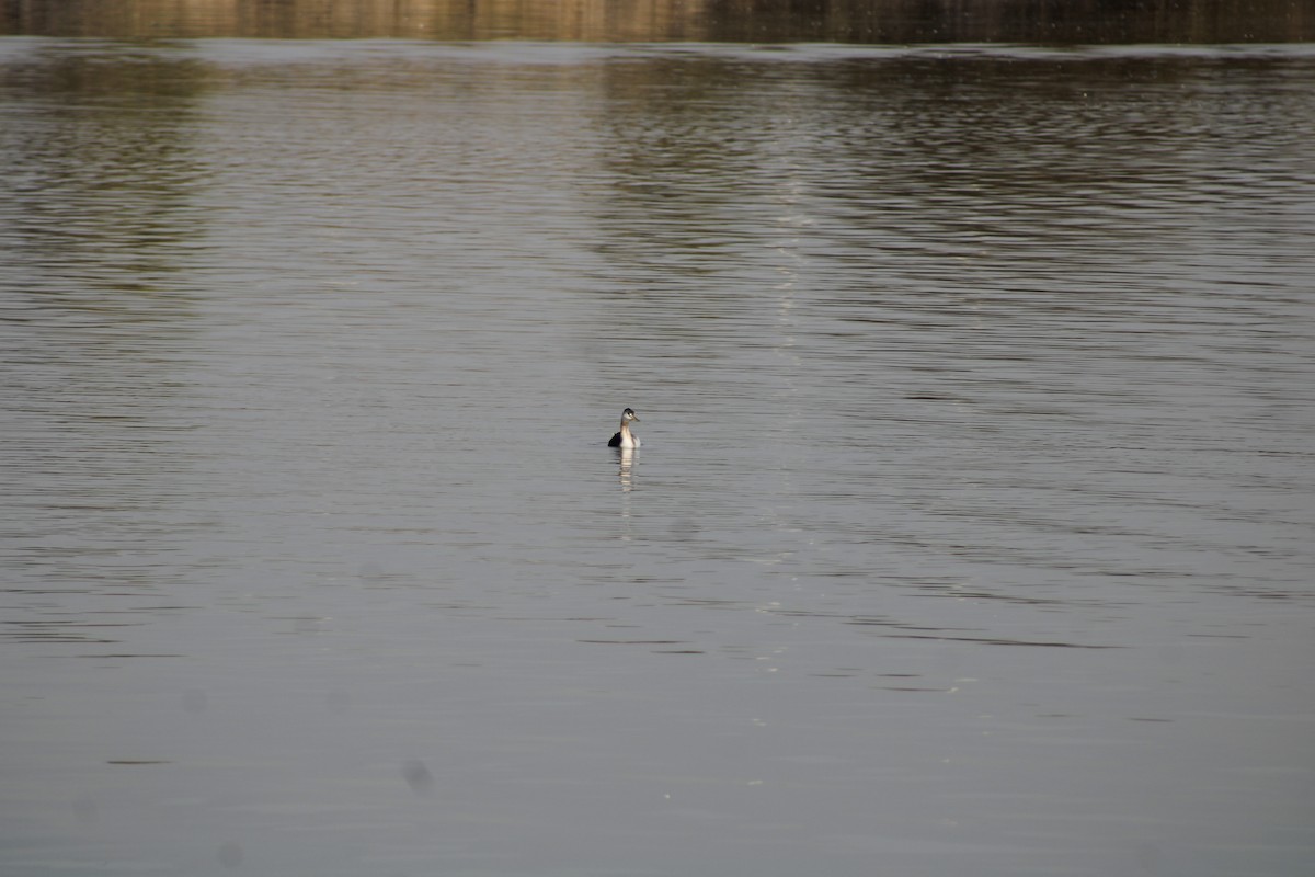 Great Grebe - ML638244230
