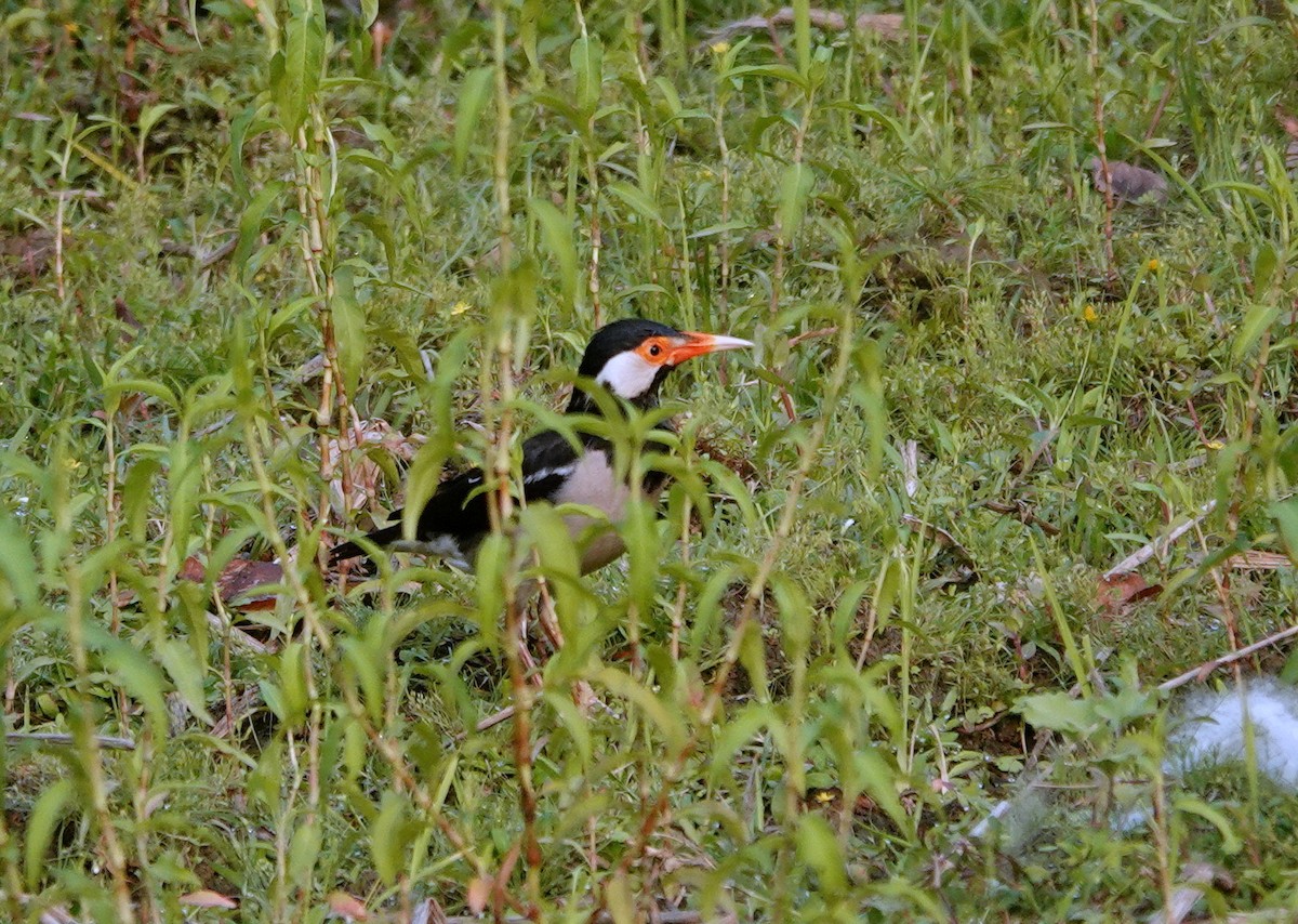 Indian Pied Starling - ML638244234