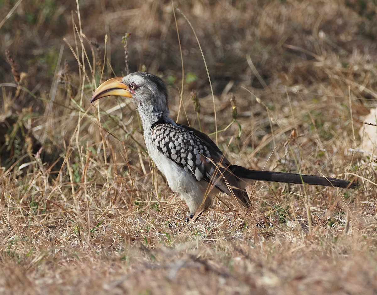 Southern Yellow-billed Hornbill - ML638244244