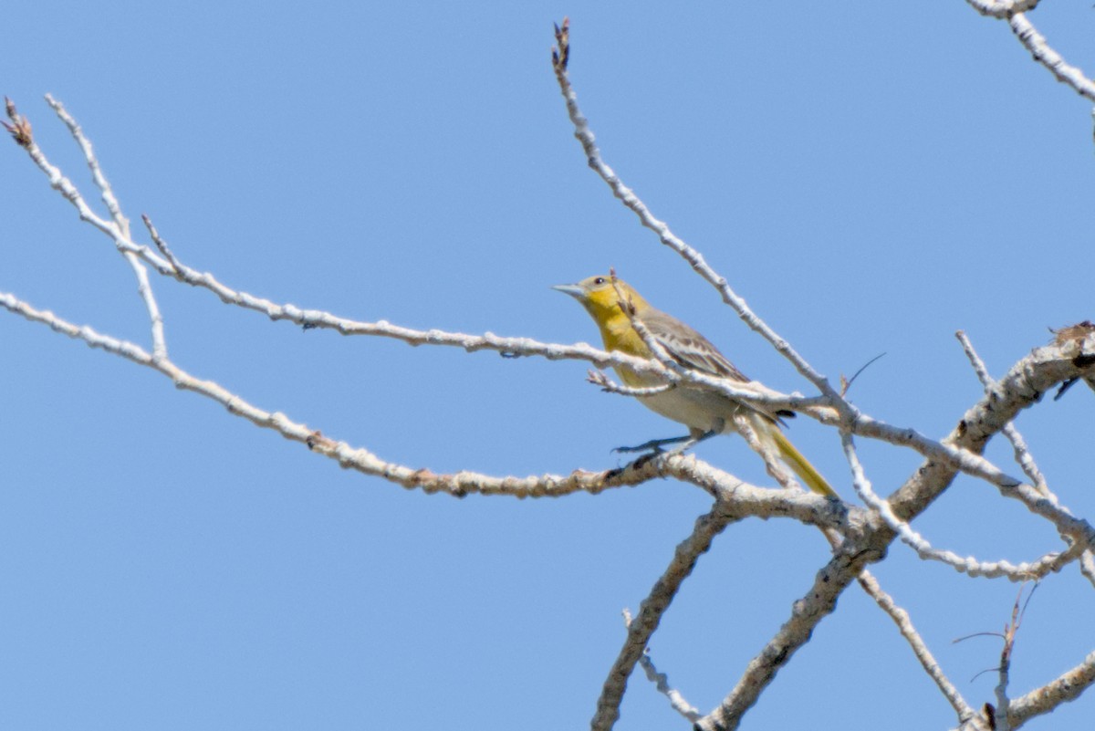 Bullock's Oriole - ML638244257