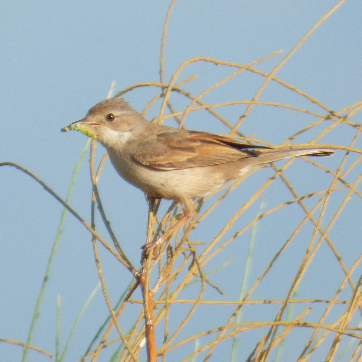 Greater Whitethroat - ML638244268