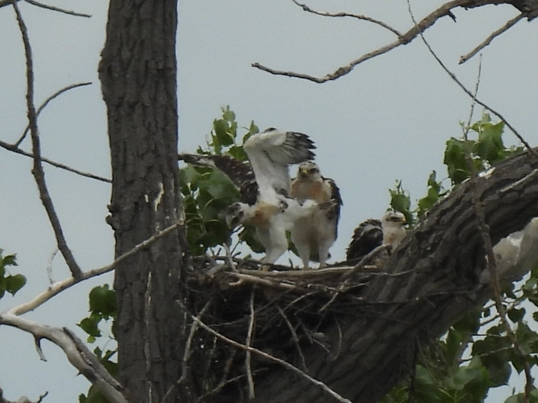 Ferruginous Hawk - ML638244270