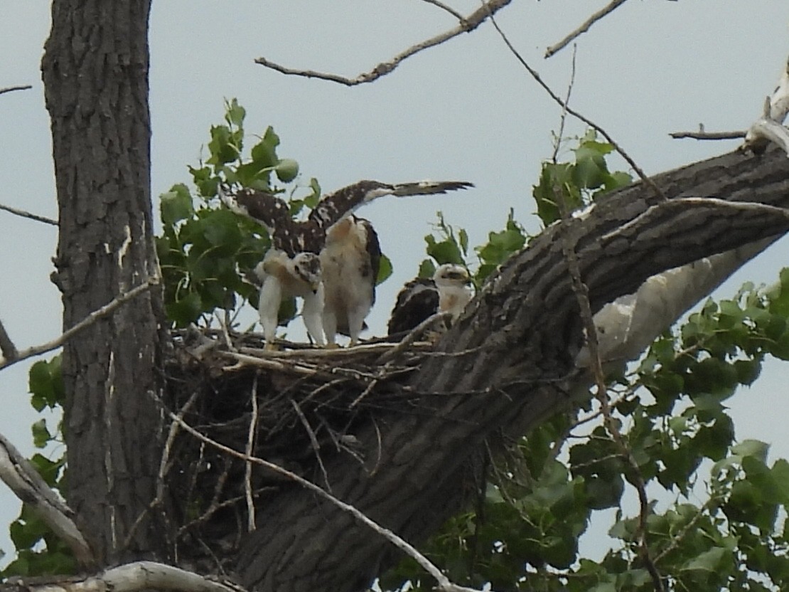 Ferruginous Hawk - ML638244271