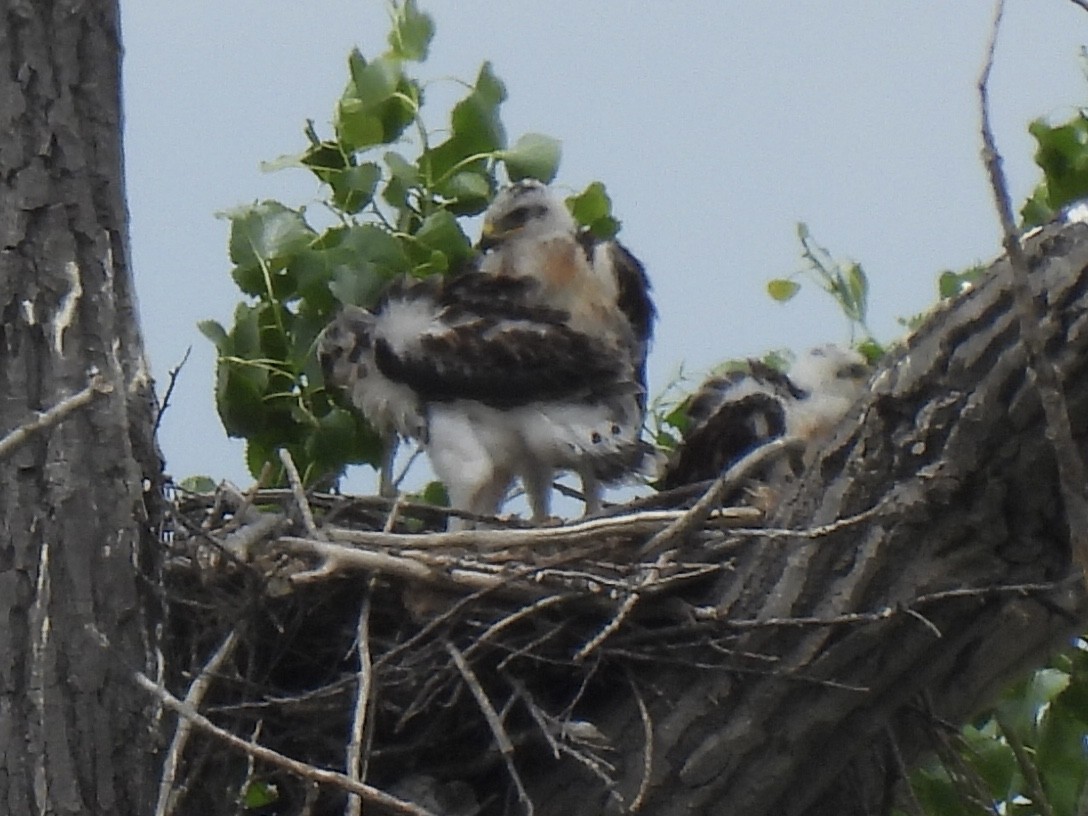 Ferruginous Hawk - ML638244272