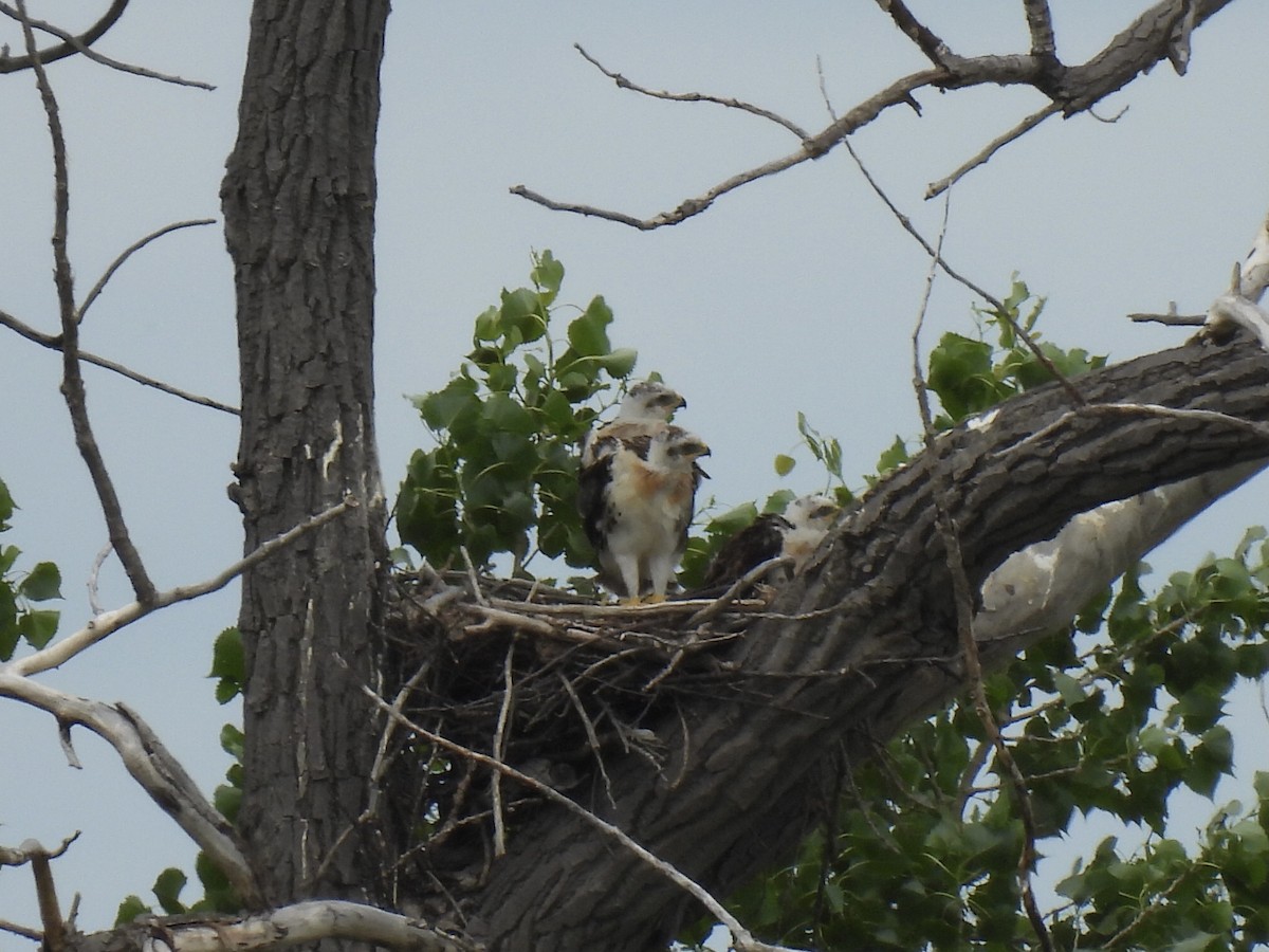 Ferruginous Hawk - ML638244273