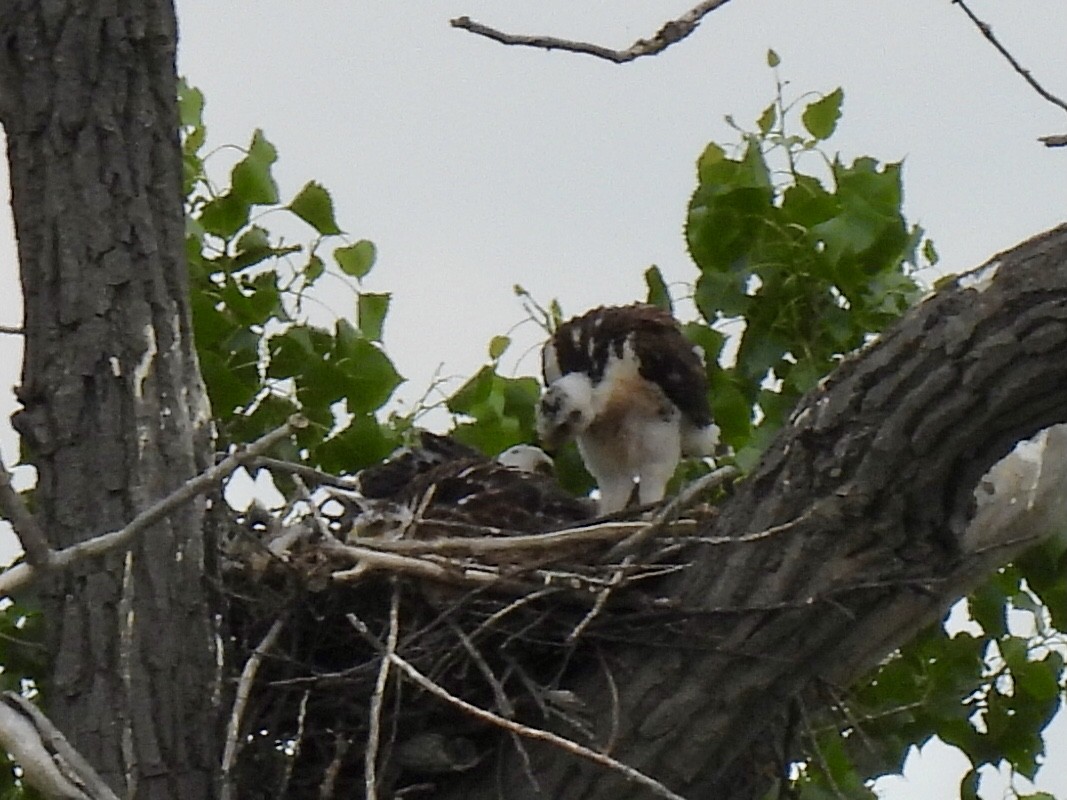 Ferruginous Hawk - ML638244274