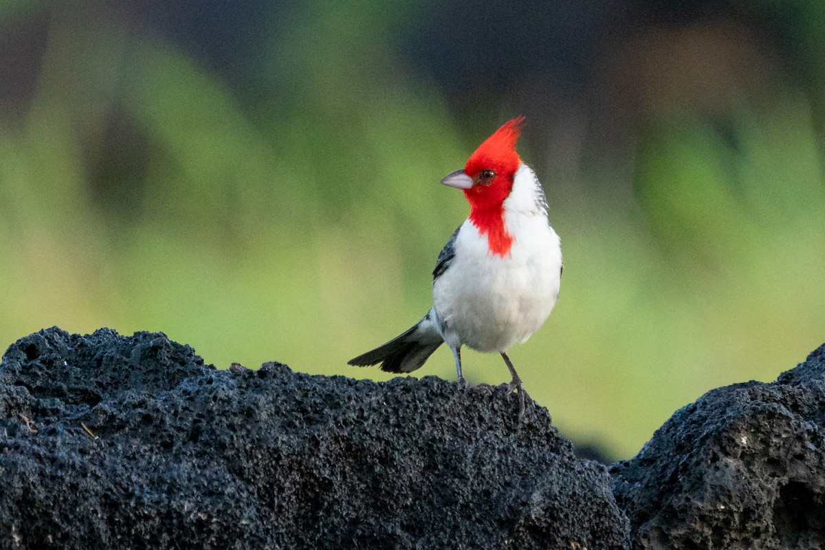Red-crested Cardinal - ML638244290