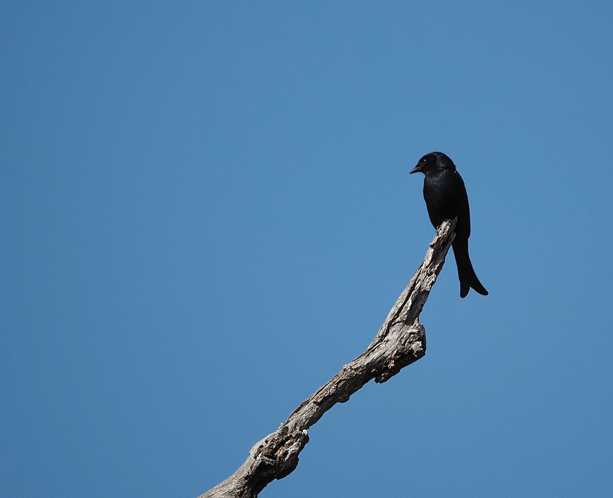 Fork-tailed Drongo - ML638244295