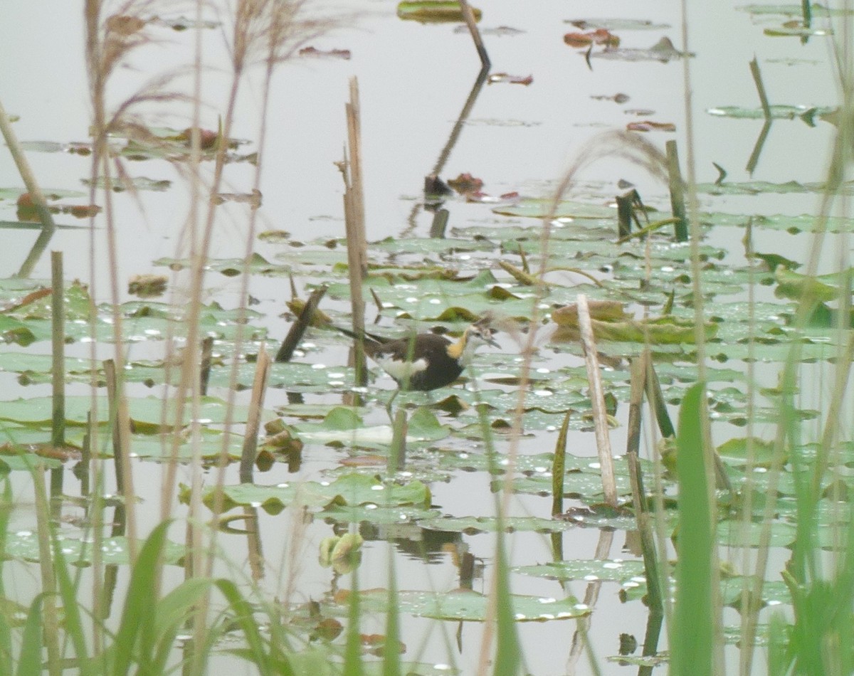 Pheasant-tailed Jacana - ML638244296