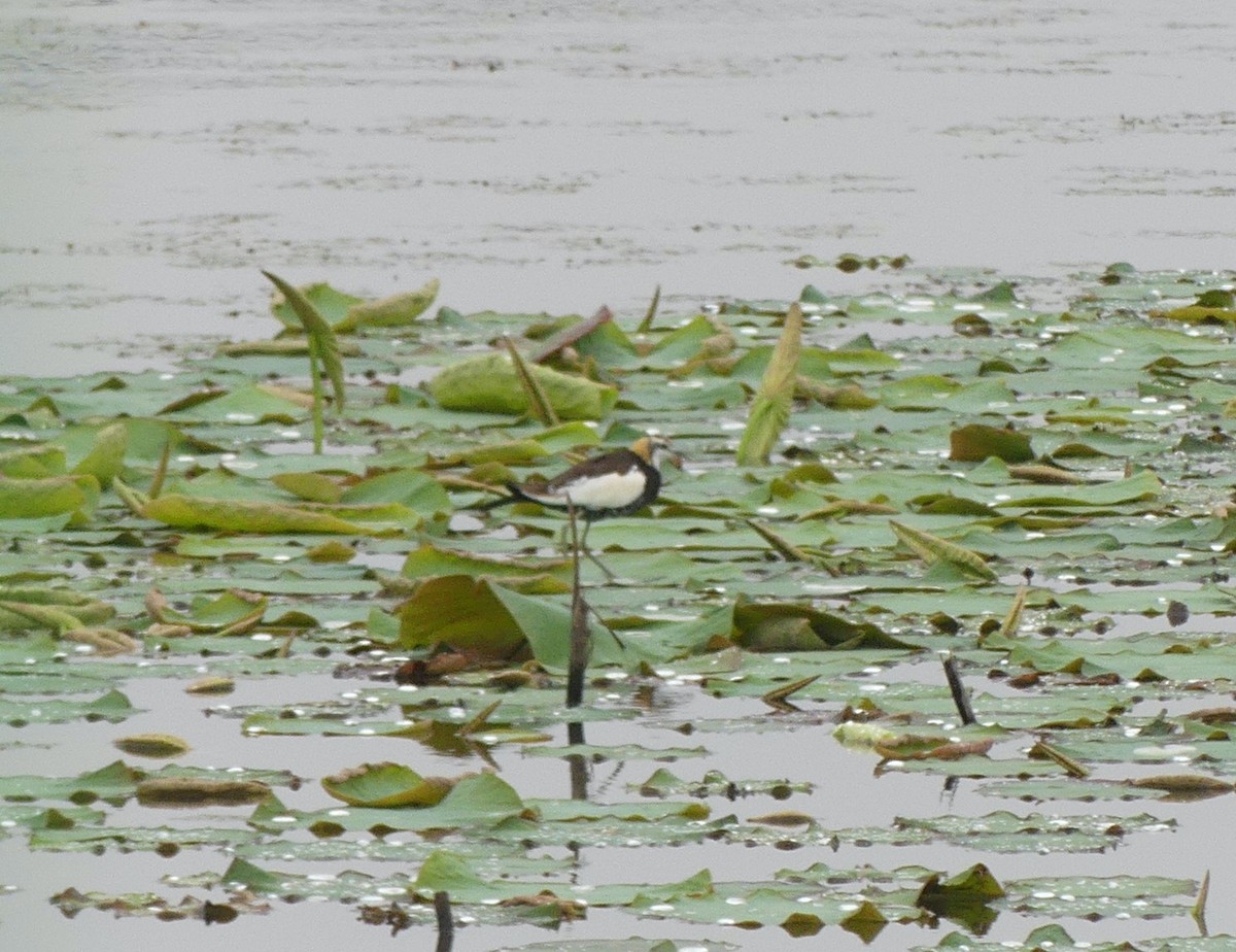 Pheasant-tailed Jacana - ML638244298