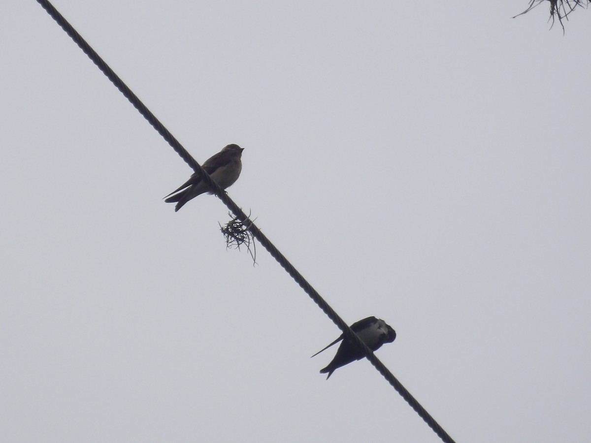 Southern Rough-winged Swallow - ML638244314