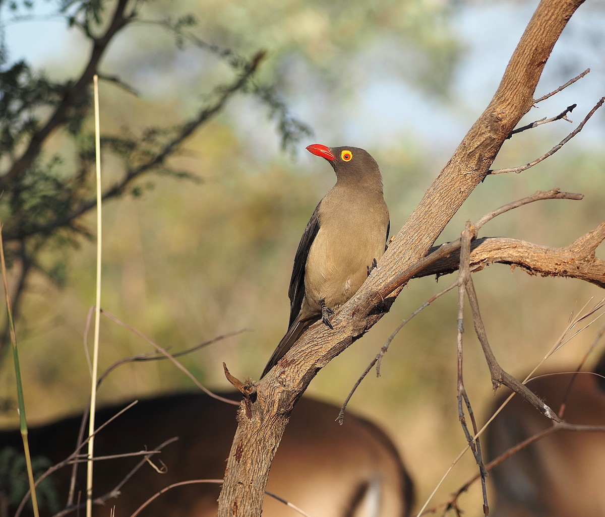 Red-billed Oxpecker - ML638244319