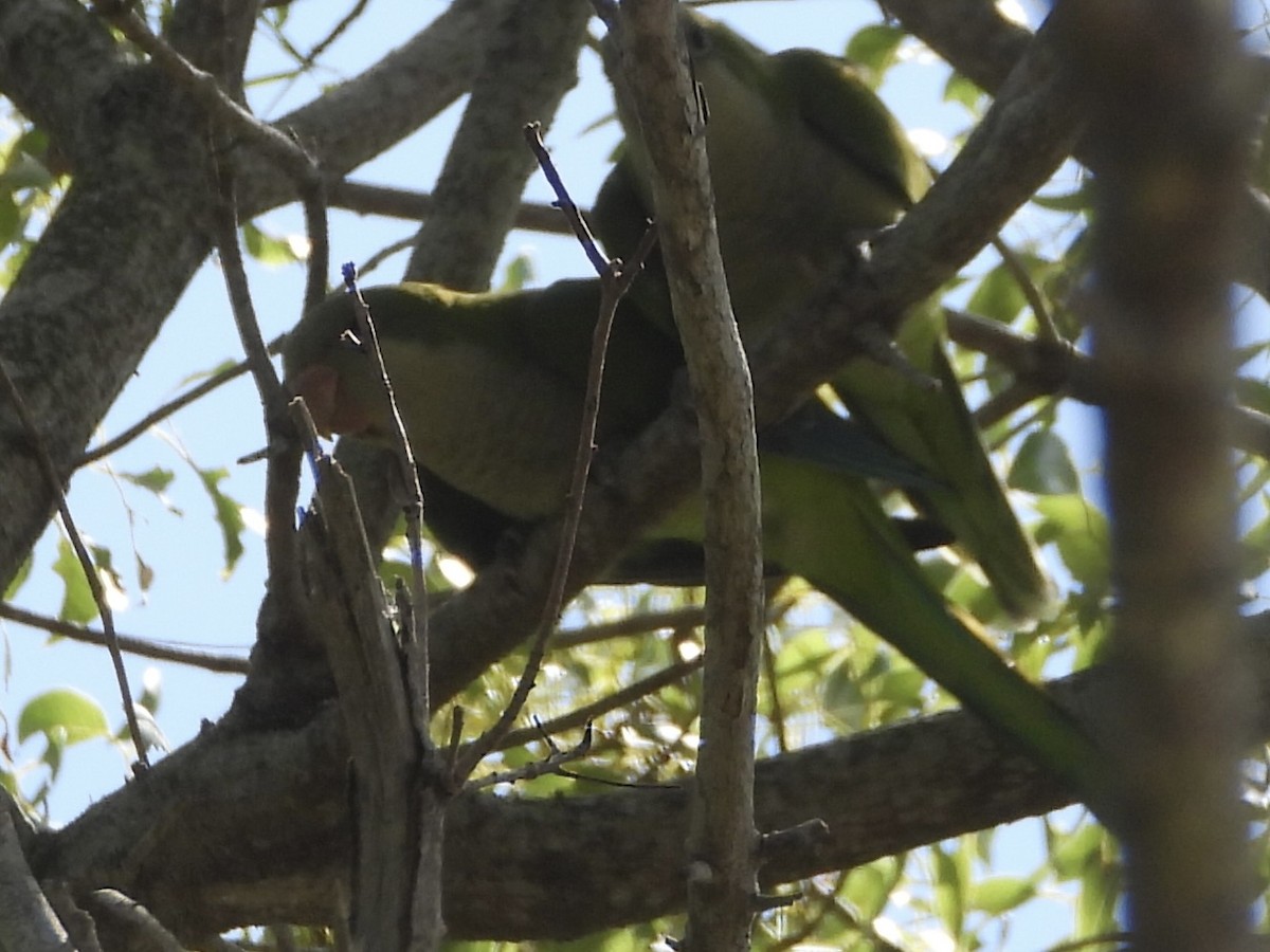 Monk Parakeet - ML638244321