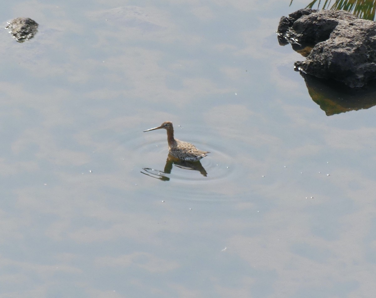 Black-tailed Godwit (melanuroides) - ML638244324