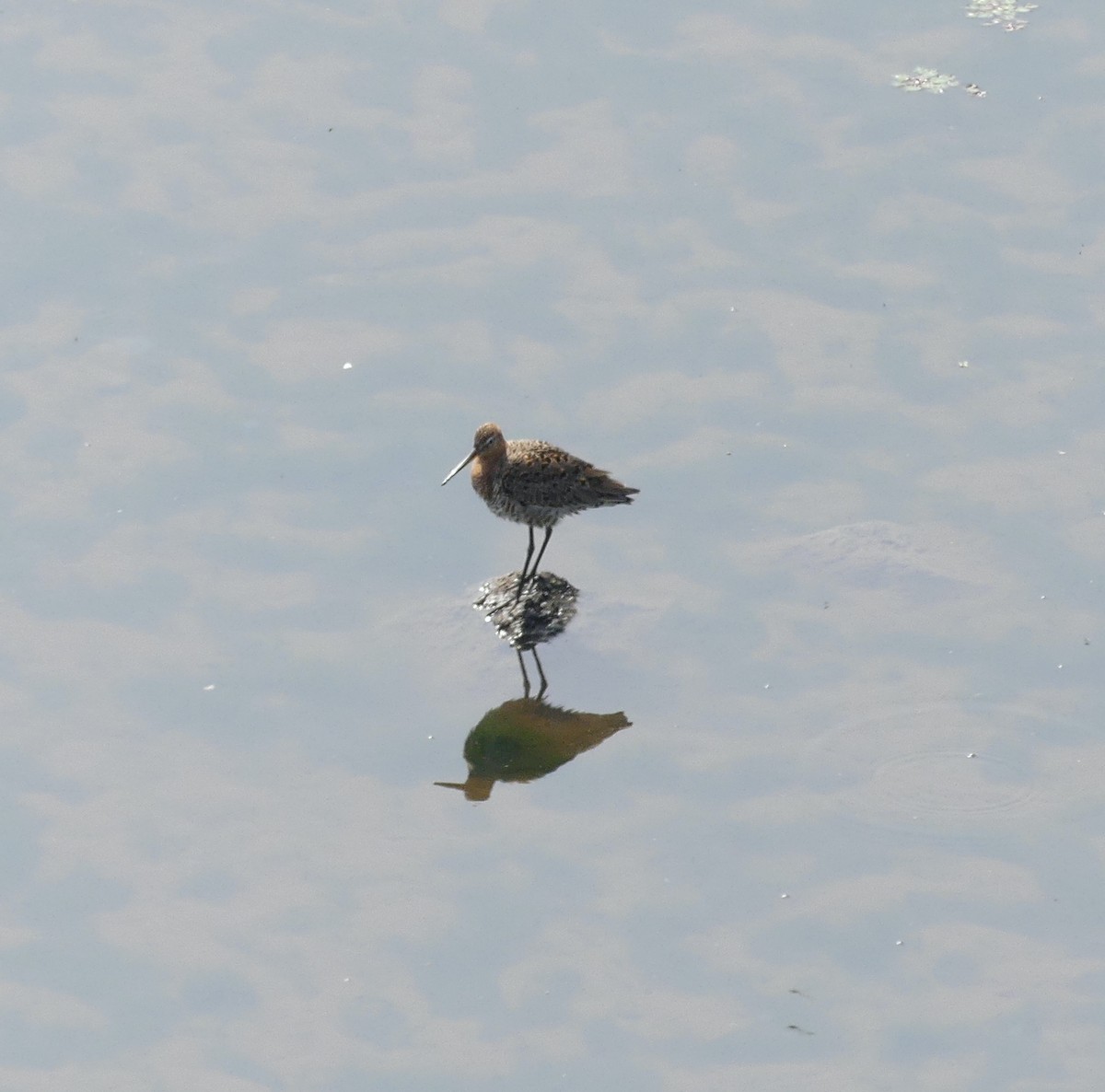 Black-tailed Godwit (melanuroides) - ML638244325