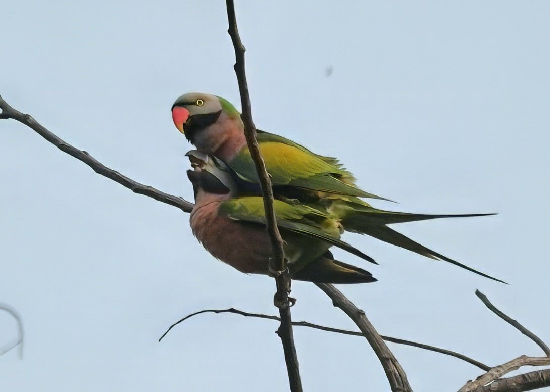 Red-breasted Parakeet - ML638244350