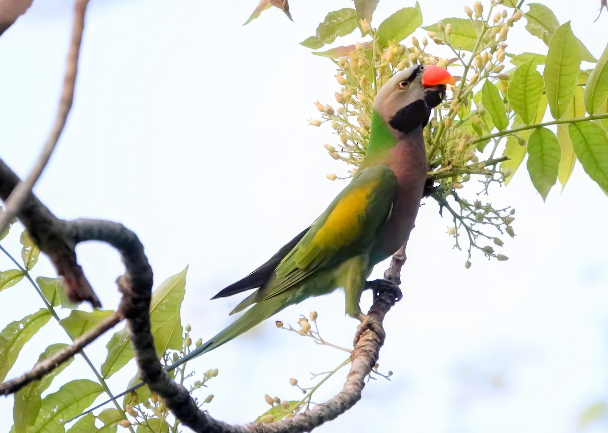 Red-breasted Parakeet - ML638244351
