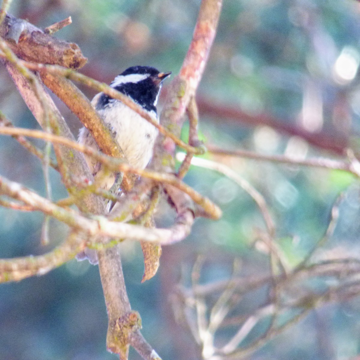 Coal Tit - ML638244372