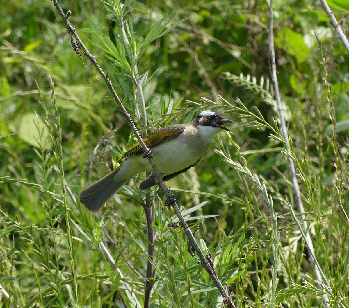 Light-vented Bulbul - ML638244373