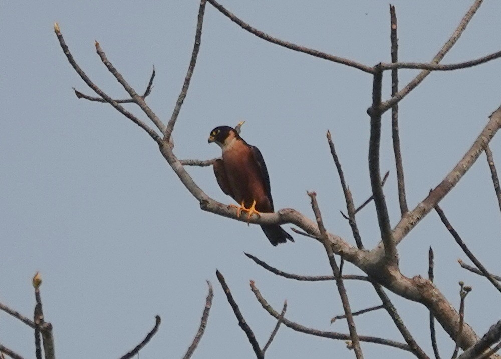 Oriental Hobby - ML638244379