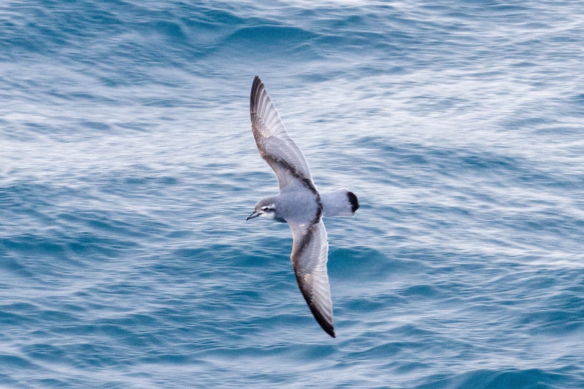 Antarctic Prion - ML638244405
