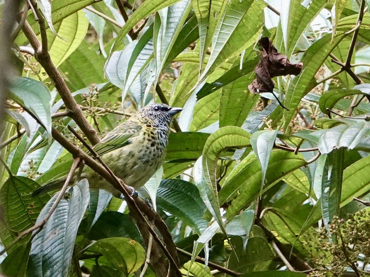 Spotted Tanager - ML638244414