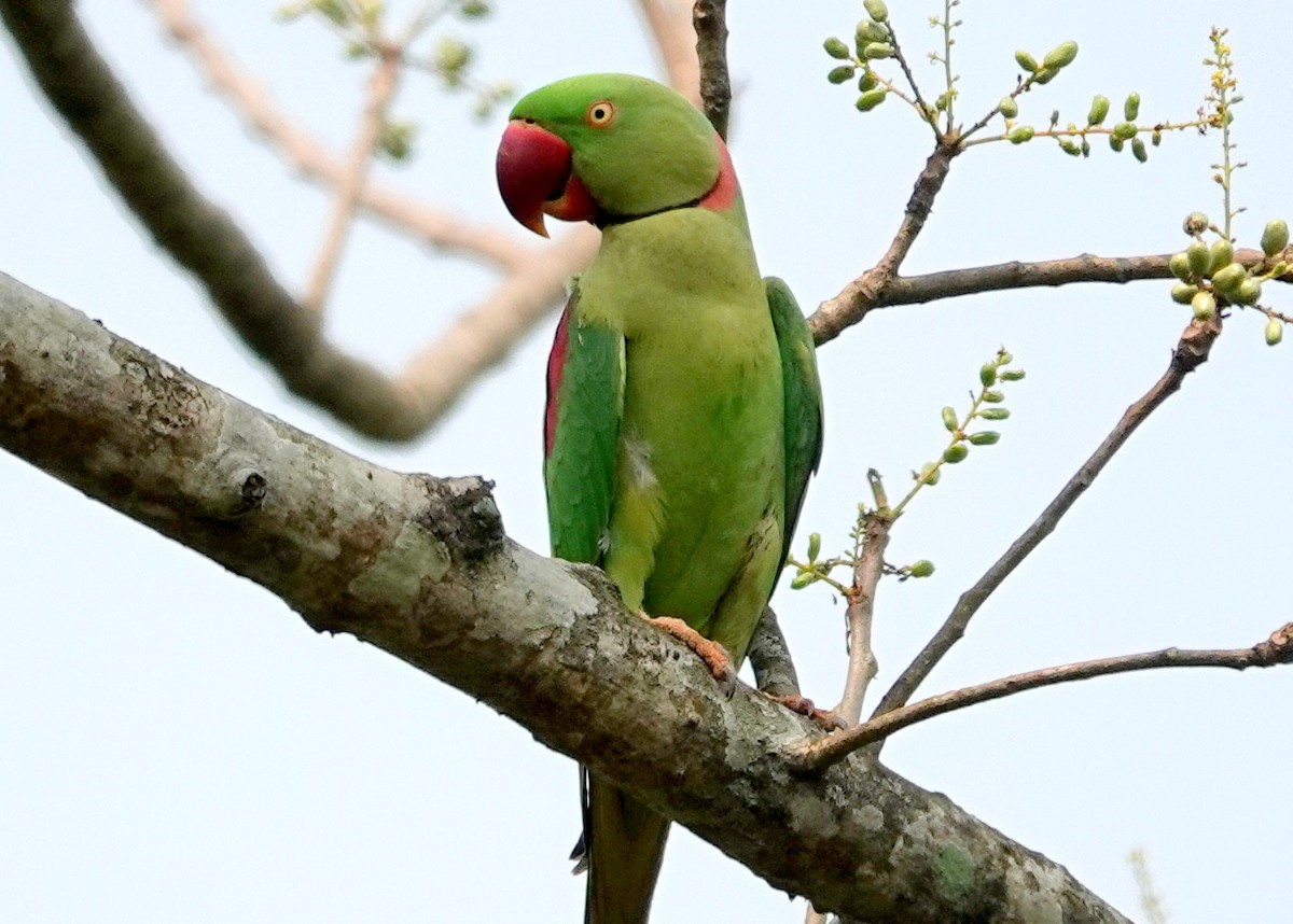 オオホンセイインコ - ML638244415