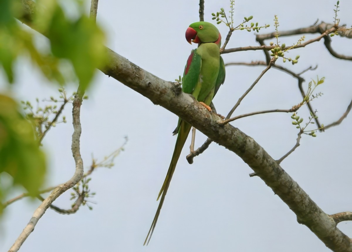 オオホンセイインコ - ML638244416