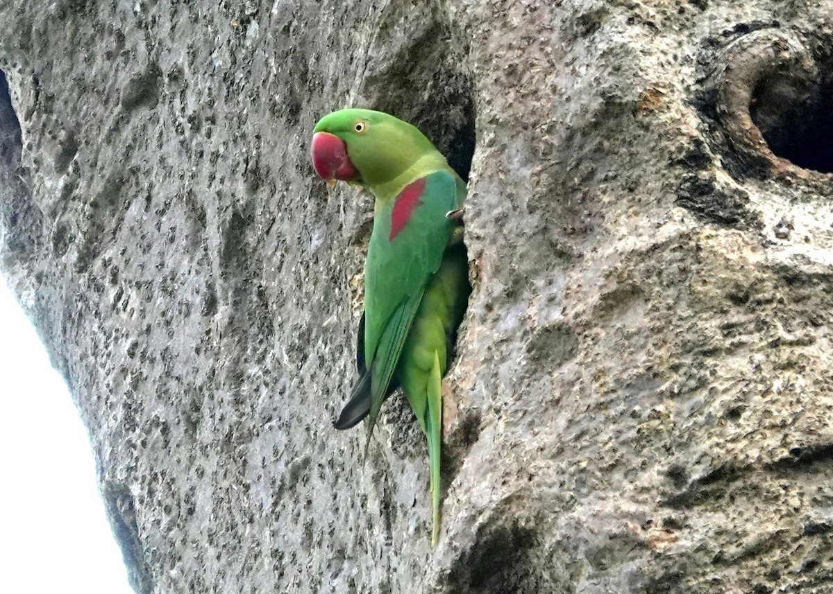 オオホンセイインコ - ML638244417