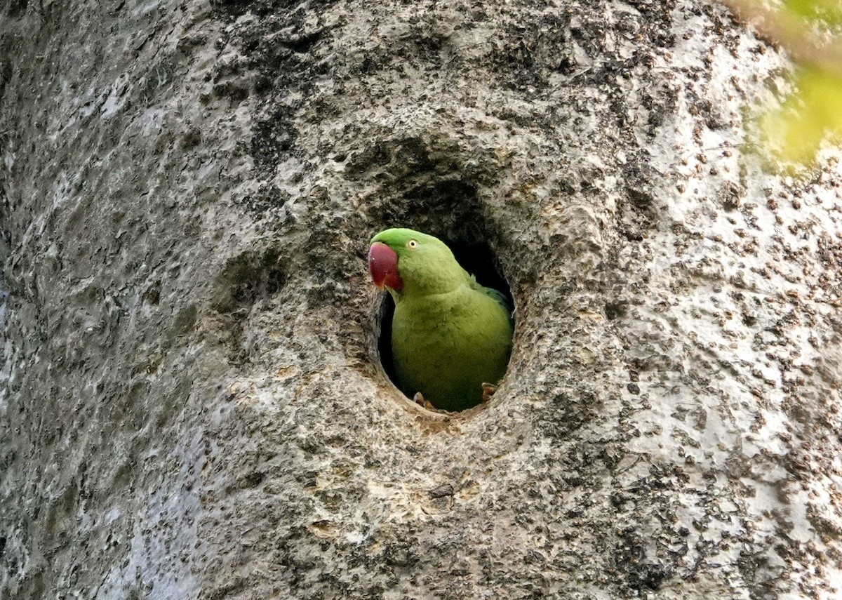 オオホンセイインコ - ML638244418