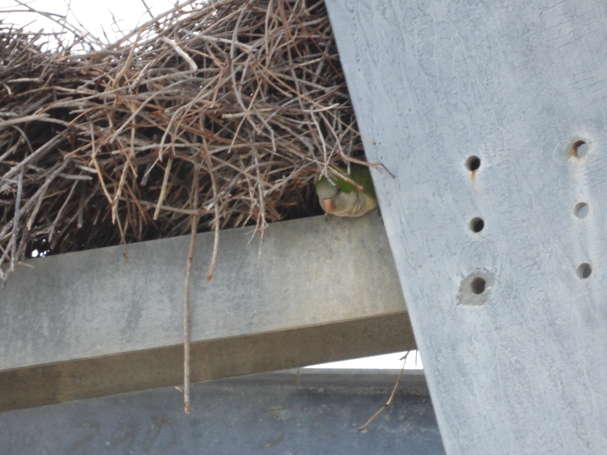 Monk Parakeet - ML638244423