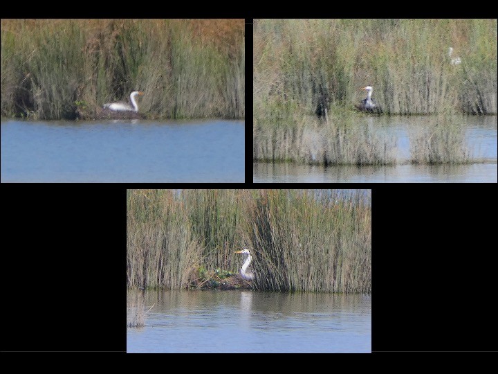 Clark's Grebe - ML638244433