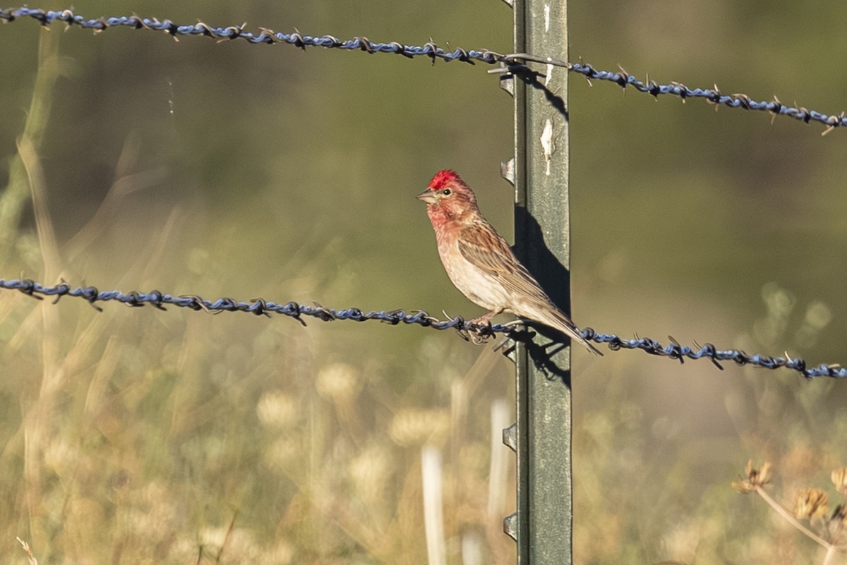 Cassin's Finch - ML638244452