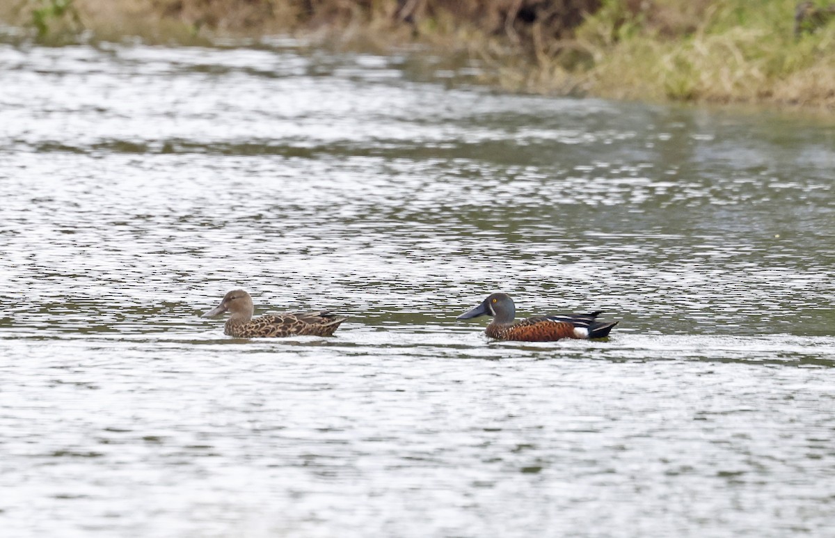 Australasian Shoveler - ML638244467