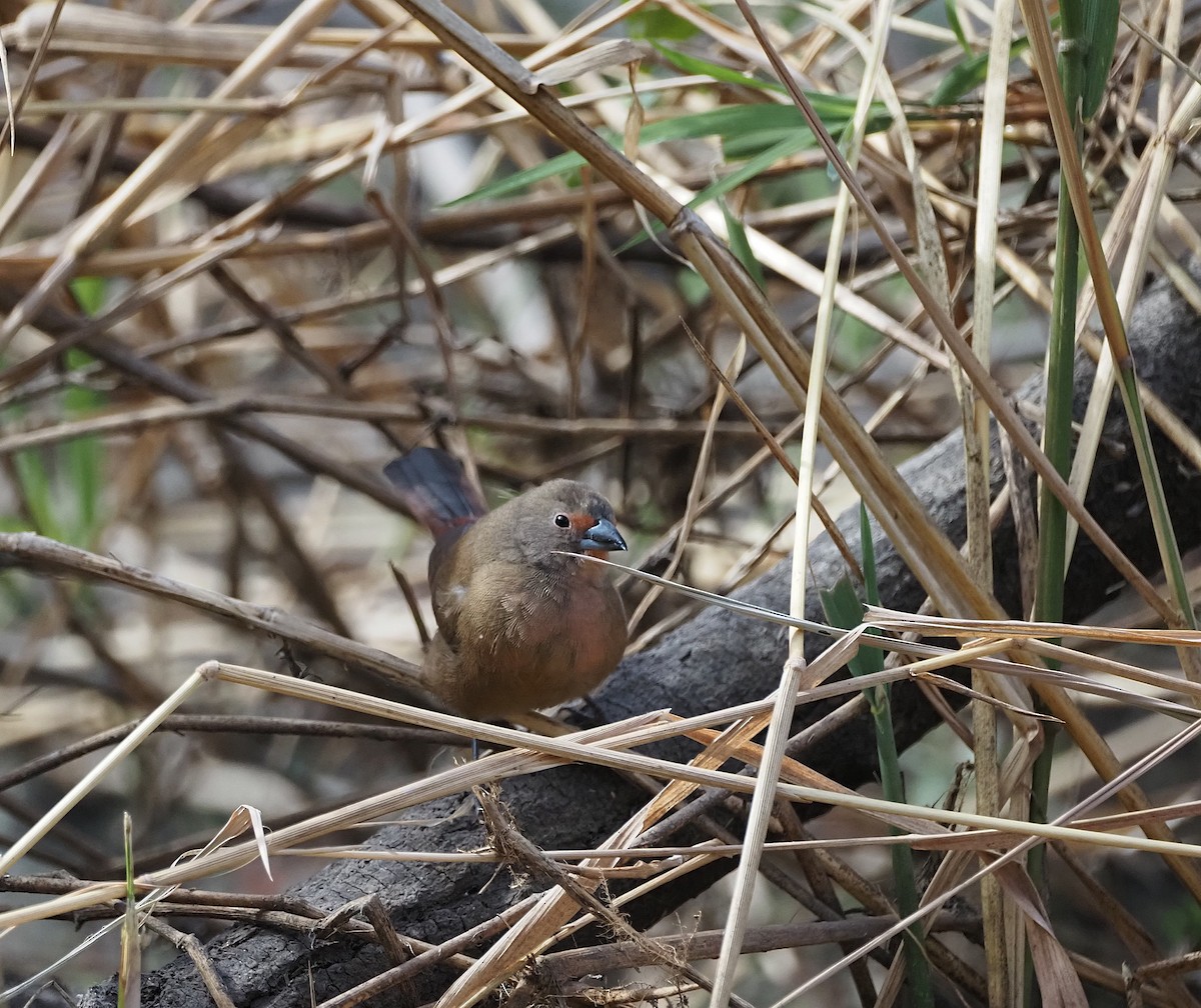 Jameson's Firefinch - ML638244496