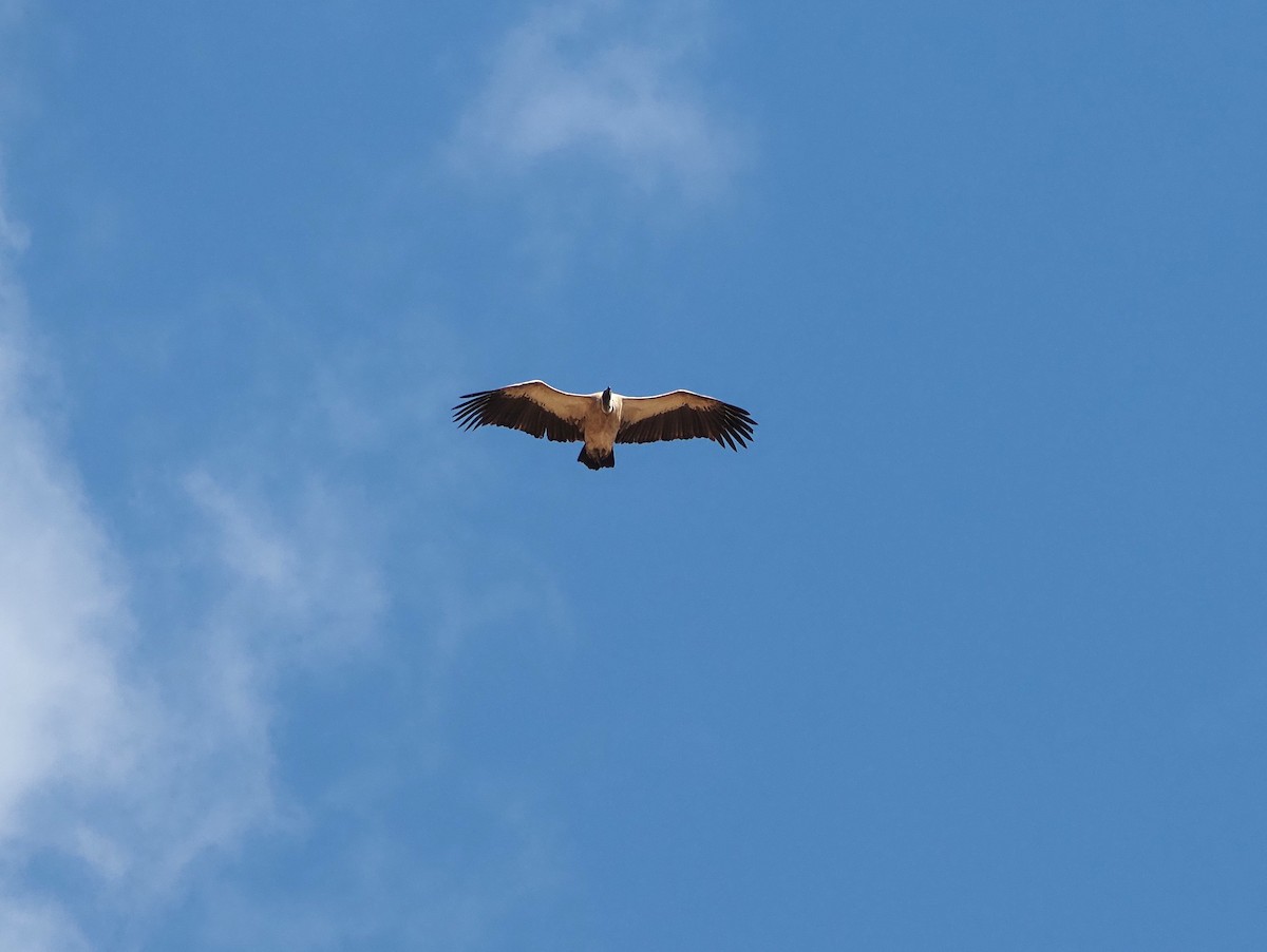 Cape Griffon - ML638244530
