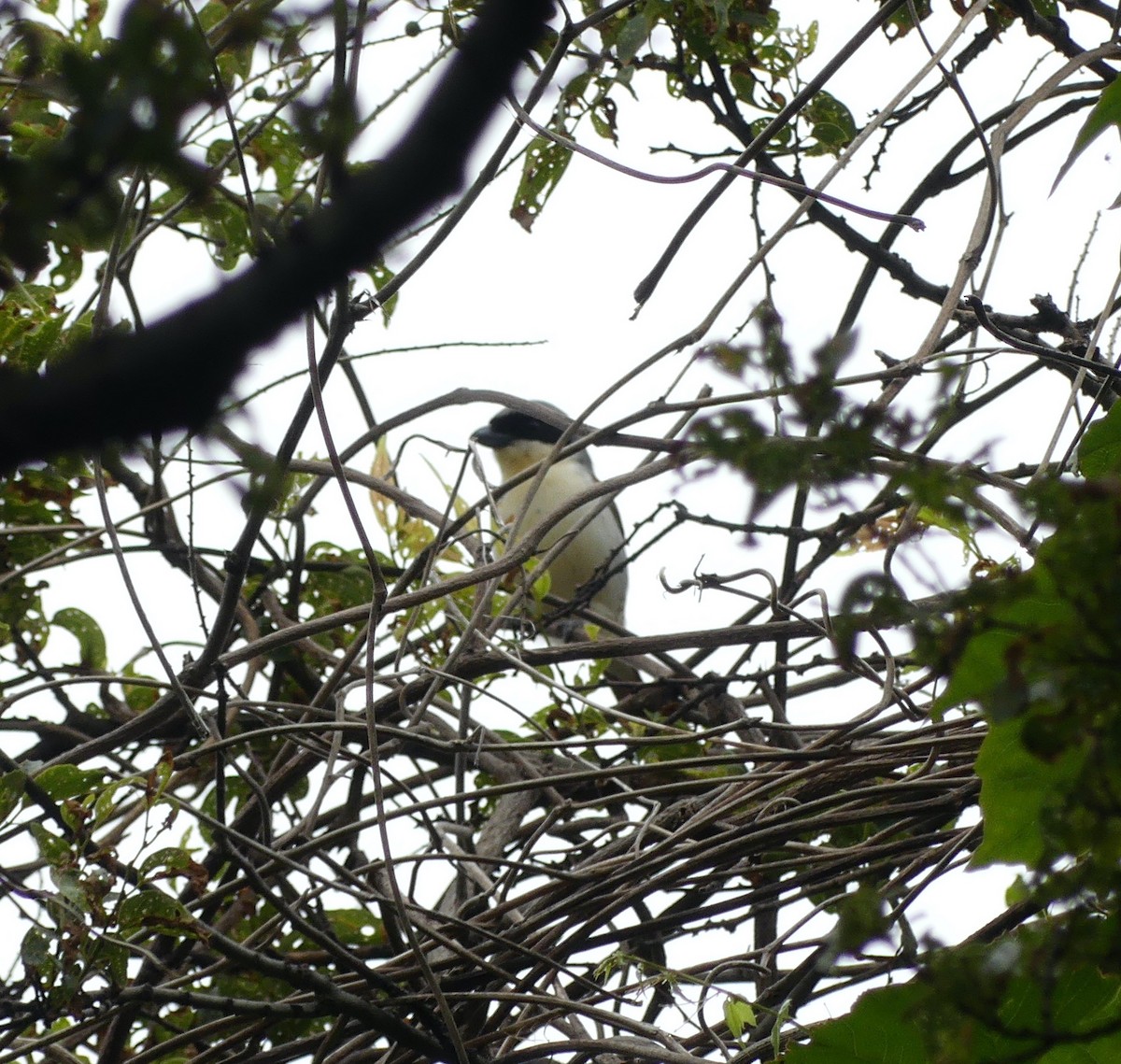 Tiger Shrike - ML638244533