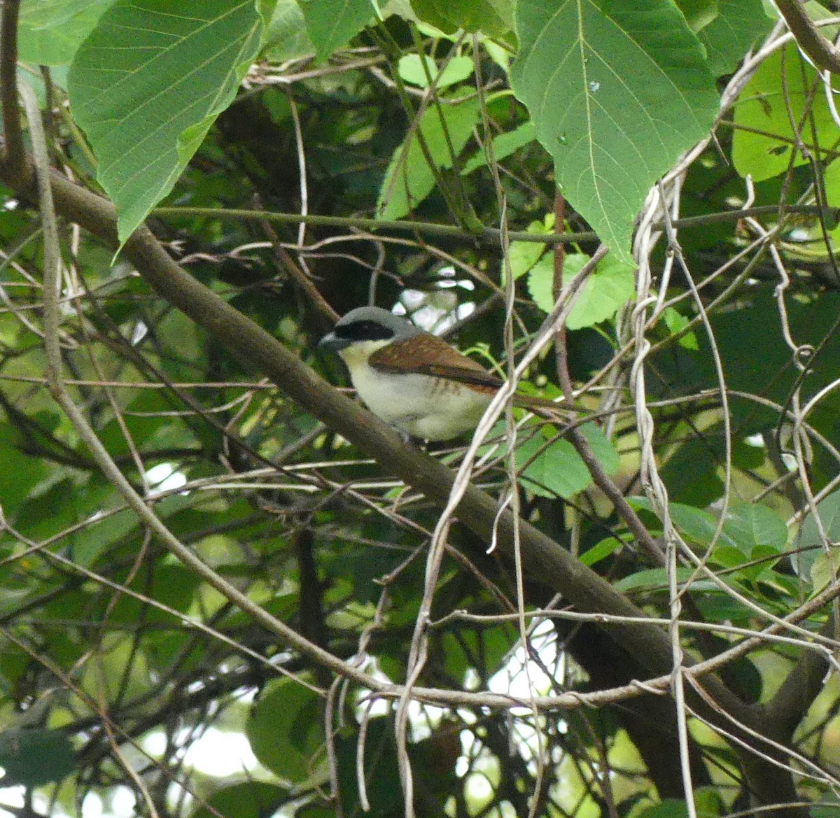 Tiger Shrike - ML638244534